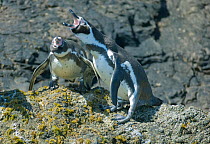 Humboldt penguin (Spheniscus humboldti), courting pair, vocalising, Chiloe Island, Chile, Vulnerable species, January