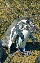Humboldt penguins (Spheniscus humboldtii) on rocks, Chiloe Island, Chile, Endangered, January