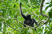 Western hoolock gibbon (Hoolock hoolock) young female in tree, Gibbon Wildlife Sanctuary, Assam, India, Endangered species