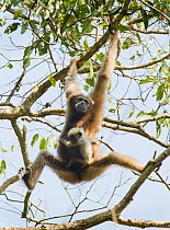 Western hoolock gibbon (Hoolock hoolock) female with young swinging through tree, Gibbon Wildlife Sanctuary, Assam, India, Endangered species