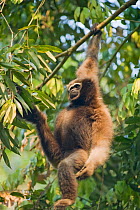 Western hoolock gibbon (Hoolock hoolock) female swinging through canopy, Gibbon Wildlife Sanctuary, Assam, India