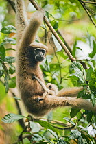 Western hoolock gibbon (Hoolock hoolock) female and infant in tree, Gibbon Wildlife Sanctuary, Assam, India, Endangered