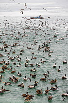 Fisherman and large mixed flock of seabirds, including Pelicans, Humboldt current, Pucusana, Peruvian coast south of Lima, Peru, December 2009