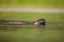 Canadian Otter (Lutra canadensis) swimming in river, Wyoming, USA