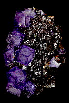Fluorite (CaF2) (calcium fluoride) on Sphalerite (ZnS) (zinc sulfide)  Elmwood Mine - Smith County - Tennessee - USA - Fluorite is a source of fluorine-used in the manufacture of milk glass-as a flux...