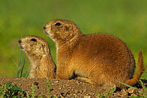 Two Blacktail Prairie Dogs (Cynomys ludovicianus) at entrance to underground burrows, Wyoming, USA, July