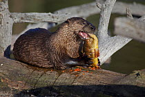 Canadian Otter (Lutra canadensis) feeding on fish, on river bank, Wyoming, USA, July