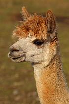 Alpaca (Lama pacos) head portrait, New York, USA