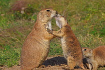 Blacktail Prairie Dogs  (Cynomys ludovicianus) greeting one another, Wyoming, USA, July