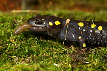 Spotted Salamander (Ambystoma maculatum) feeding on a worm, New York, USA, January
