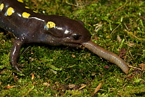 Spotted Salamander (Ambystoma maculatum) feeding on a worm, New York, USA, January