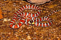Arizona Mountain King Snake (Lampropeltis pyromelana) Arizona, USA