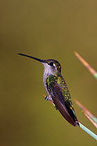 Broad-tailed Hummingbird (Selasphorus platycercus) portrait of female, Chiricahua mountains, Arizona, USA