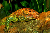 Caiman Lizard (Dracaena guianensis) portrait,  Brazil, South America