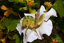 Great Crested Grasshopper (Tropidolophus formosus) at rest on white flower, Arizona, USA