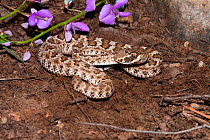 Mohave Rattlesnake (Crotalus scutulatus) coiled under purple flowers,  Arizona, USA