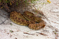 Mohave Rattlesnake (Crotalus scutulatus) coiled up on sand dunes, Arizona, USA