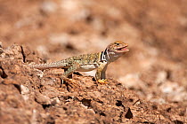 Sonoran Collared Lizard (Crotaphytus nebrius) portrait of male, Arizona, USA