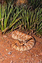 Speckled Rattlesnake (Crotalus mitchelli) Peach Phase, Arizona, USA