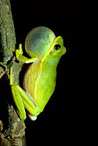 Squirrel Treefrog (Hyla squirella) calling at night, vocal sac inflated, North Florida, USA, August