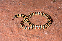 Tucson Shovel-nosed Snake (Chionactis occipitalis klauberi) flicking tongue, Arizona, USA