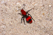 Velvet ant (Mutillidae) female, North Carolina, USA