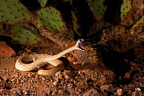 Western Diamondback Rattlesnake (Crotalus atrox)  striking, Arizona, USA