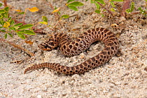 Western Hog-nosed Snake (Heterodon nasicus) lying in sand, Arizona, USA