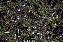 Pied wagtails (Motacilla alba yarrellii) roosting in tree in shopping centre. Kent, UK, December