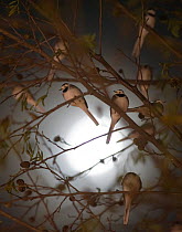 Pied wagtails (Motacilla alba yarrellii) silhouetted against the moon, roosting in tree in shopping centre. Kent, UK, December