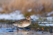 Common teal (Anas crecca) female standing by the water. Norfolk, UK, winter