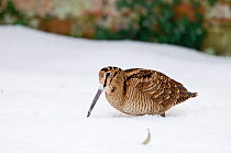 Woodcock (Scolopax rusticola) in snow. Norfolk, UK, January