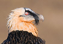 Bearded vulture (Gypaetus barbatus) adult, head profile portrait. Pyrenees, Spain, January