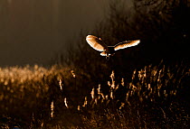 Barn owl (Tyto alba) hunting. North Norfolk, UK, January