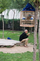 Bird keeper sitting in park with his Hwamei (Garrulax canorus) in central Beijing, China. September 2008
