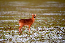 Chinese water deer (Hydropotes inermis) in snowy field. Norfolk, UK, February