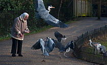 Elderly woman feeding Grey herons (Ardea cinerea) in Regent's Park, Central London. UK, February