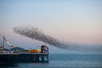 Flock of Common starlings (Sturnus vulgaris) arriving to roost at Palace Pier, Brighton. UK, February 2010