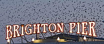Starlings (Sturnus vulgaris) arriving to roost at Palace Pier. Brighton, February