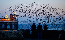 Three people watching common starlings (Sturnus vulgaris) arriving to roost at Palace Pier Brighton. UK, February