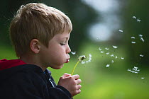 Young boy blowing a dandelion head (Taraxacum officinale) in a forest. Norfolk, UK, May. Model released