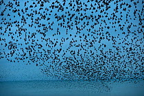 Flock of Common starlings (Sturnus vulgaris) over the sea near Palace Pier, Brighton. UK, winter