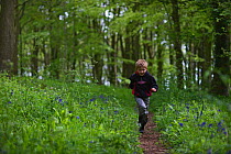 Young boy running through Bluebell (Hyacinthoides non-scripta) wood. Norfolk, UK, May
