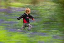 Young boy running through Bluebell (Endymyon nonscriptus) wood. Norfolk, UK, May. Model released