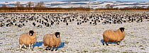 Flock of Barnacle Geese  grazing (Branta leucopsis) and sheep at Caerlaverock, Dumfries & Galloway, Scotland, December