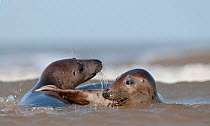 Female Grey seals (Halichoerus grypus) interacting in surf. Norfolk, UK, November