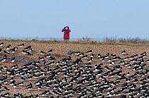 Oystercatchers (Haematopus ostralegus) at high tide roost, with person birdwatching in the background.  Snettisham, Norfolk, March