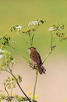 Grasshopper warbler (Locustella naevia) in song. Norfolk, UK, May