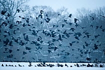 Rooks (Corvus frugilegus) gathering at roost in snowy woodlands. Buckenham, Norfolk,January
