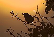 Wren (Troglodytes troglodytes) in song at dawn. Norfolk, UK, April